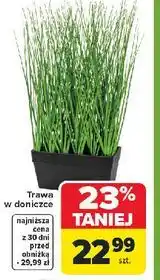 Carrefour Trawa w doniczce oferta