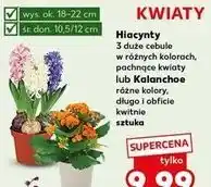 Kaufland Hiacynty lub Kalanchoe różne kolory, doniczka 10,5/12 cm, sztuka oferta