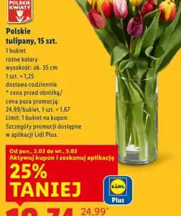 Lidl Polskie Kwiaty tulipany oferta