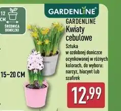 ALDI GARDENLINE Kwiaty cebulowe oferta