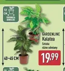 ALDI GARDENLINE Kalatea oferta