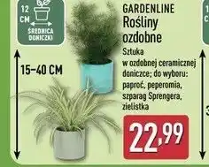 ALDI GARDENLINE Rośliny ozdobne oferta