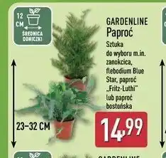 ALDI GARDENLINE Paproć oferta
