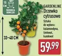 ALDI GARDENLINE Drzewko cytrusowe oferta
