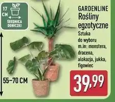 ALDI GARDENLINE Rośliny egzotyczne oferta