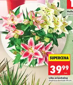 Biedronka Lilia orientalna oferta