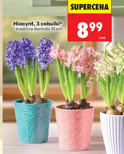 Biedronka Hiacynt, 3 cebulki oferta