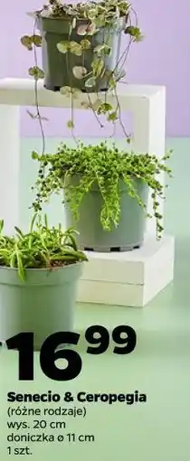 Netto Senecio & Ceropegia oferta