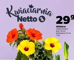 Netto Hibiskus oferta