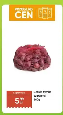 Dino Cebula dymka czerwona oferta