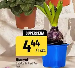 Polomarket Hiacynt oferta