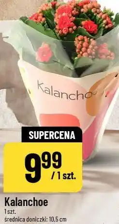 Polomarket Kalanchoe oferta