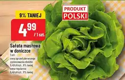 Polomarket Sałata masłowa w doniczce oferta