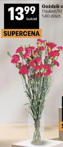 Delikatesy Centrum Goździk cięty oferta