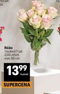Delikatesy Centrum Róża oferta