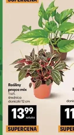 Delikatesy Centrum Rośliny pnącze mix oferta