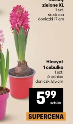 Delikatesy Centrum Hiacynt 1 cebulka oferta
