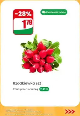 Dino Rzodkiewka oferta