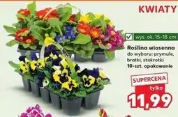 Kaufland Roślina wiosenna do wyboru: prymule, bratki, stokrotki, 10-szt. opakowanie oferta