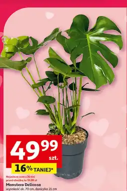Auchan Monstera deliciosa 70 cm oferta