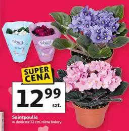 Auchan Saintpaula oferta