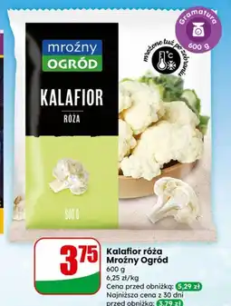 Dino Kalafior róża Mroźny Ogród oferta