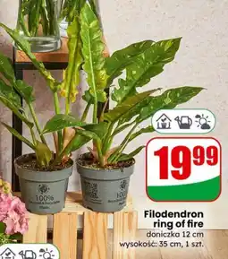 Dino Filodendron ring of fire oferta