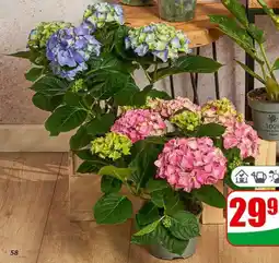 Dino Hortensja oferta