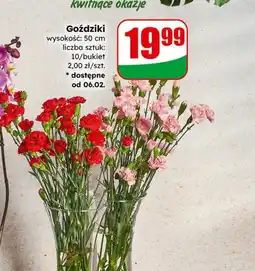 Dino Goździki oferta