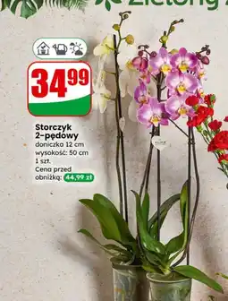 Dino Storczyk 2-pędowy oferta