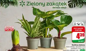 Dino Roślina zielona oferta