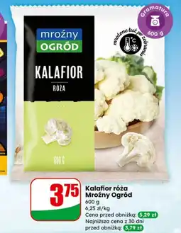 Dino Kalafior Mroźny ogród oferta