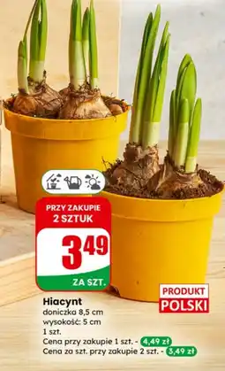 Dino Hiacynt Polski oferta