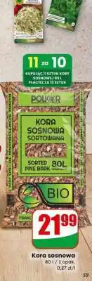 Dino Kora Sosnowa oferta