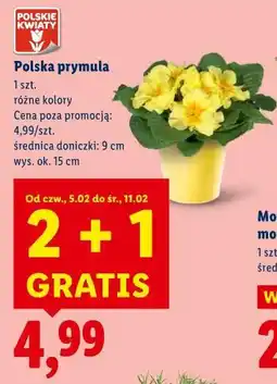 Lidl Polska prymula oferta