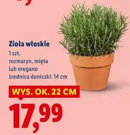 Lidl Zioła włoskie (mięta lub oregano) oferta