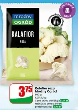 Dino Kalafior róża oferta
