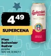 Netto Piwo Budweiser Budvar oferta
