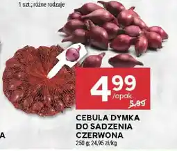 Stokrotka Cebula dymka do sadzenia czerwona oferta