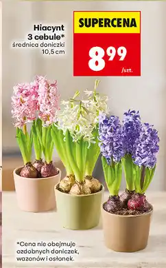 Biedronka Hiacynt 3 cebule oferta