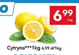 Lewiatan Cytryna oferta