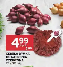 Stokrotka Market Cebula Dymka do Sadzenia Czerwona oferta