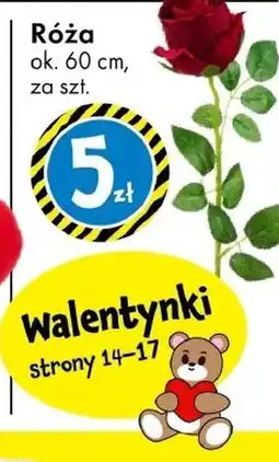Tedi Róża Ok oferta
