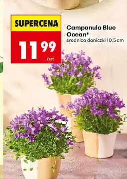 Biedronka Campanula Ocean oferta