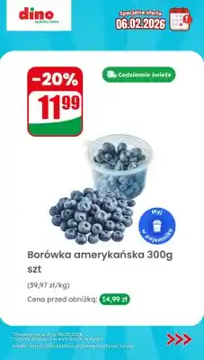 Dino Borówka amerykańska oferta