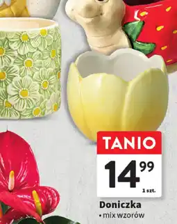 Intermarche Doniczka oferta