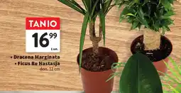 Intermarche Dracena Marginata / Ficus Be Nastasja oferta