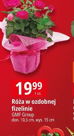 E.Leclerc GMF Group Róża w ozdobnej fizelinie oferta