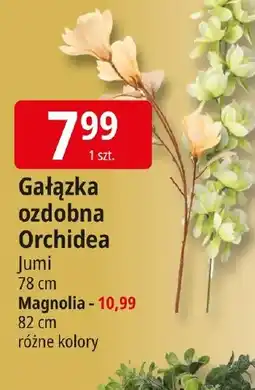 E.Leclerc Jumi Gałązka ozdobna Orchidea oferta