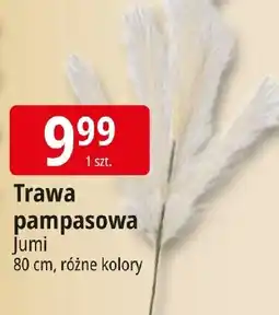 E.Leclerc Jumi Trawa pampasowa oferta